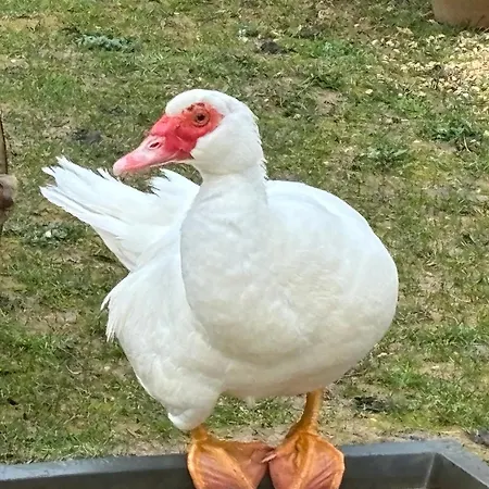 L'auberge'inn 3* קולון