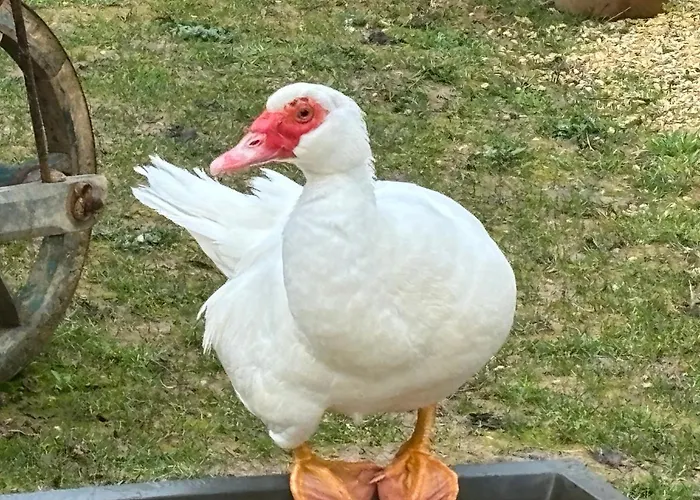 L'auberge'inn 3* Coulon